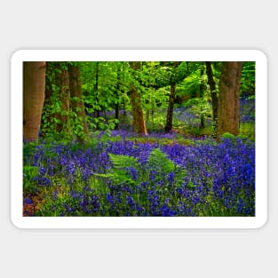 English Bluebells in Woodland Sticker